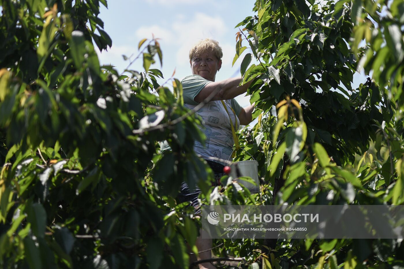 Сбор урожая черешни в Запорожской области