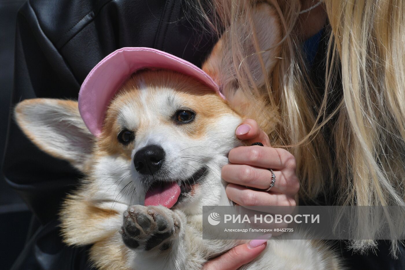 Встреча клуба любителей породы корги в Петербурге