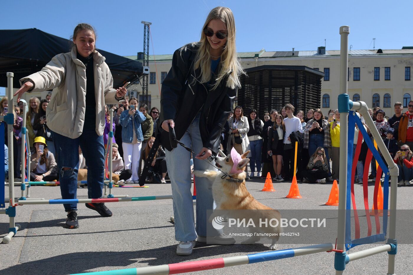 Встреча клуба любителей породы корги в Петербурге