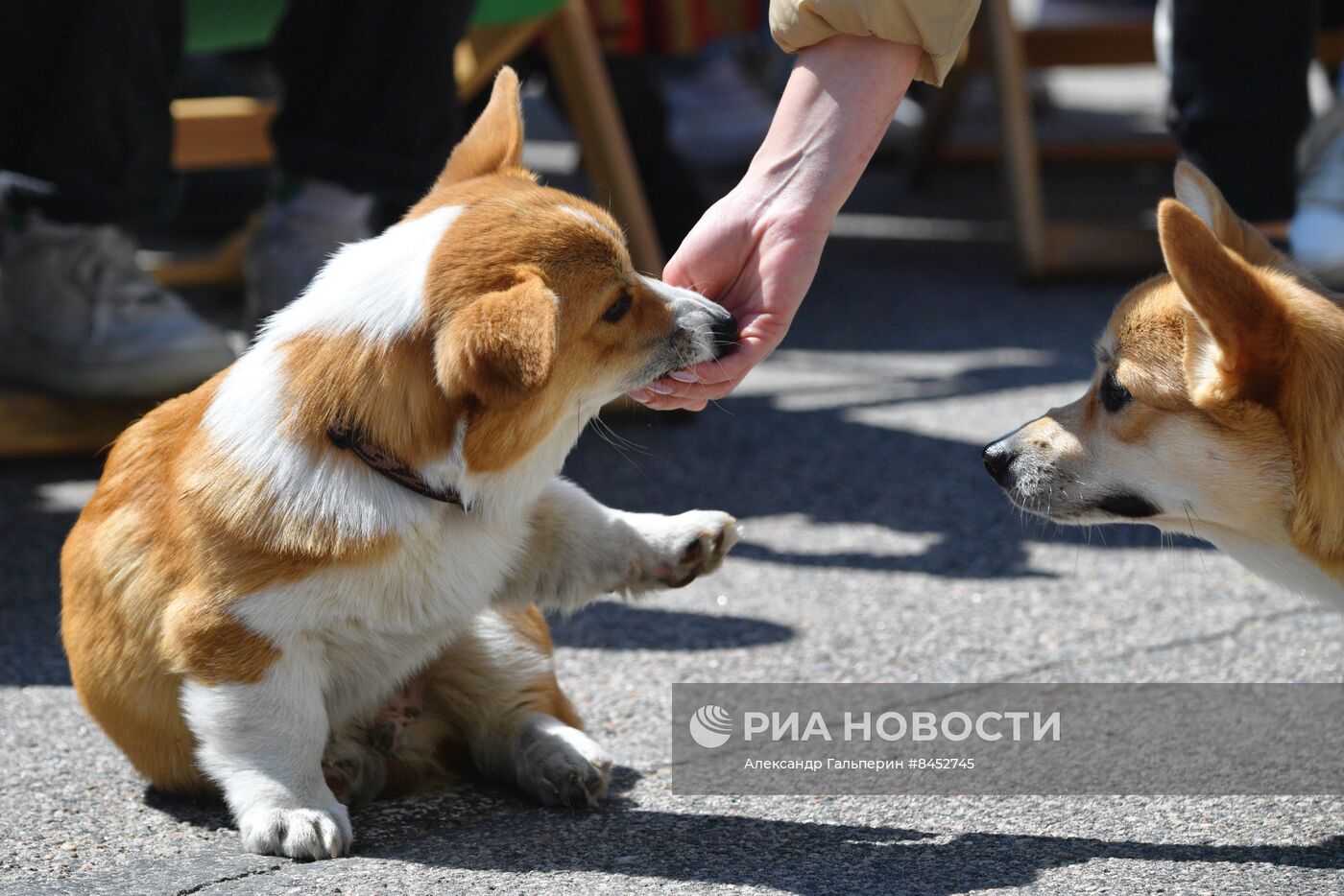 Встреча клуба любителей породы корги в Петербурге