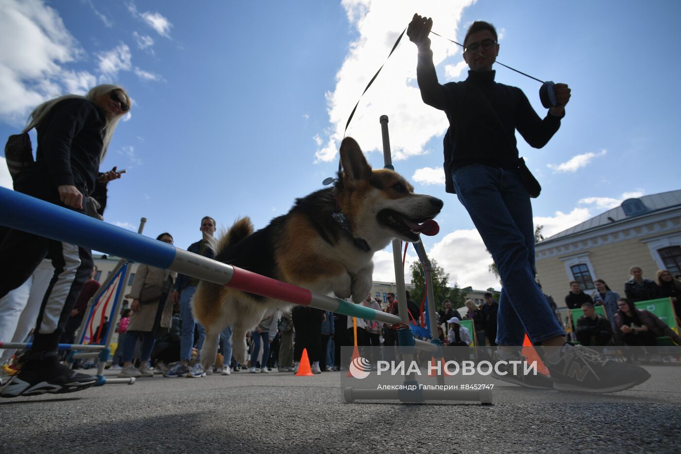 Встреча клуба любителей породы корги в Петербурге