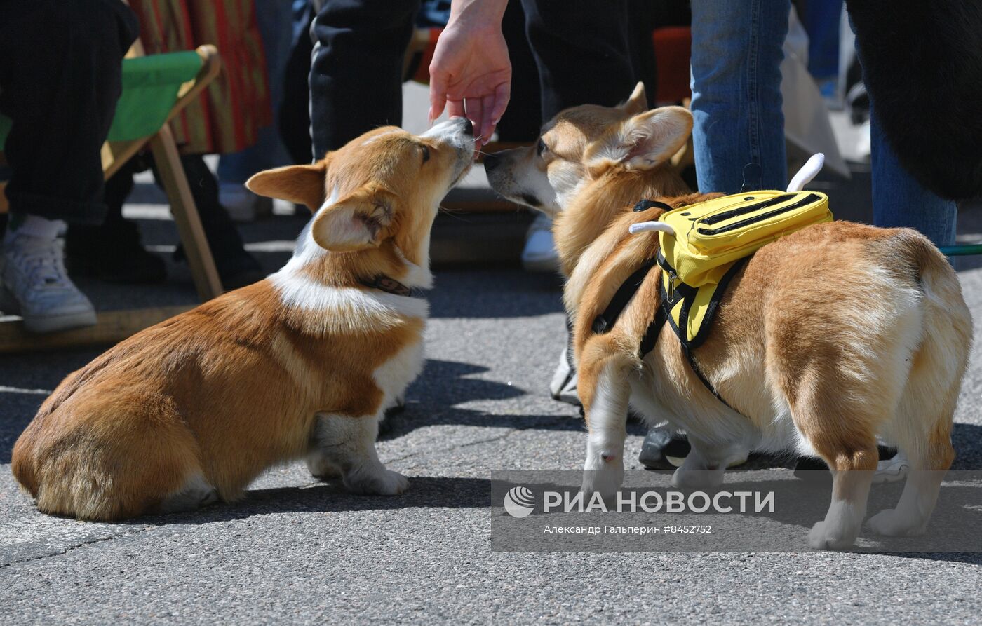 Встреча клуба любителей породы корги в Петербурге