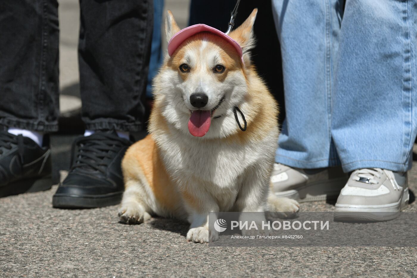 Встреча клуба любителей породы корги в Петербурге