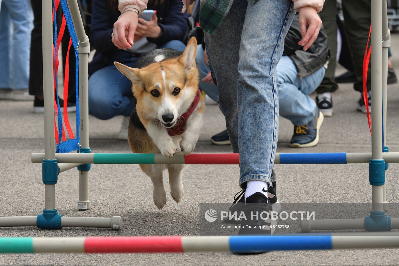 Встреча клуба любителей породы корги в Петербурге