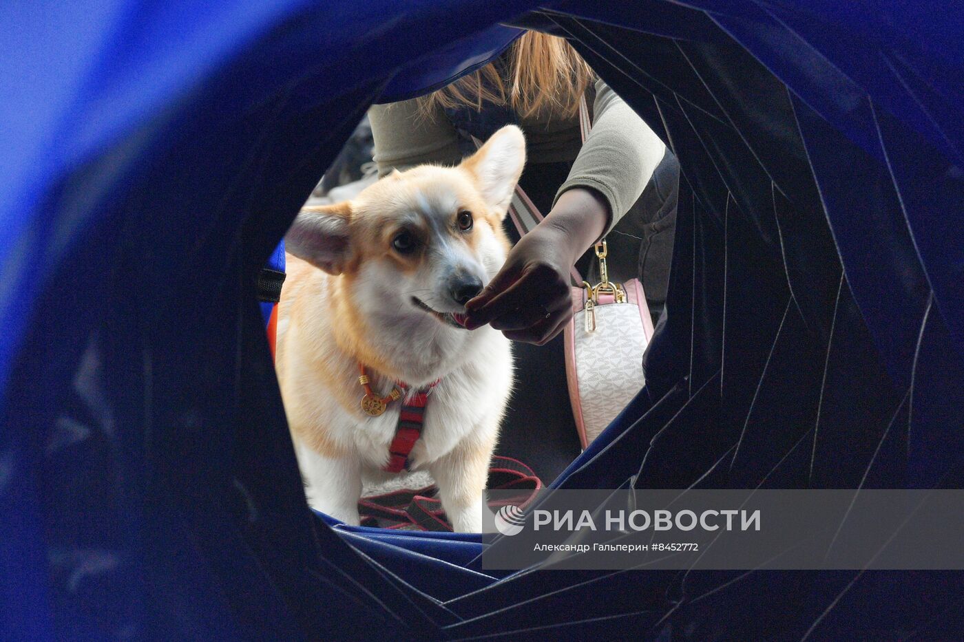 Встреча клуба любителей породы корги в Петербурге