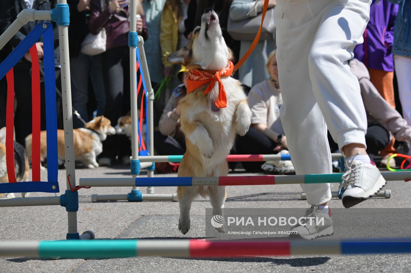 Встреча клуба любителей породы корги в Петербурге