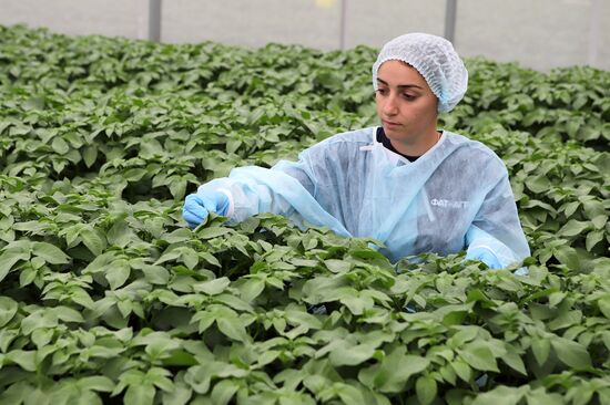 Выращивание селекционного картофеля во Владикавказе
