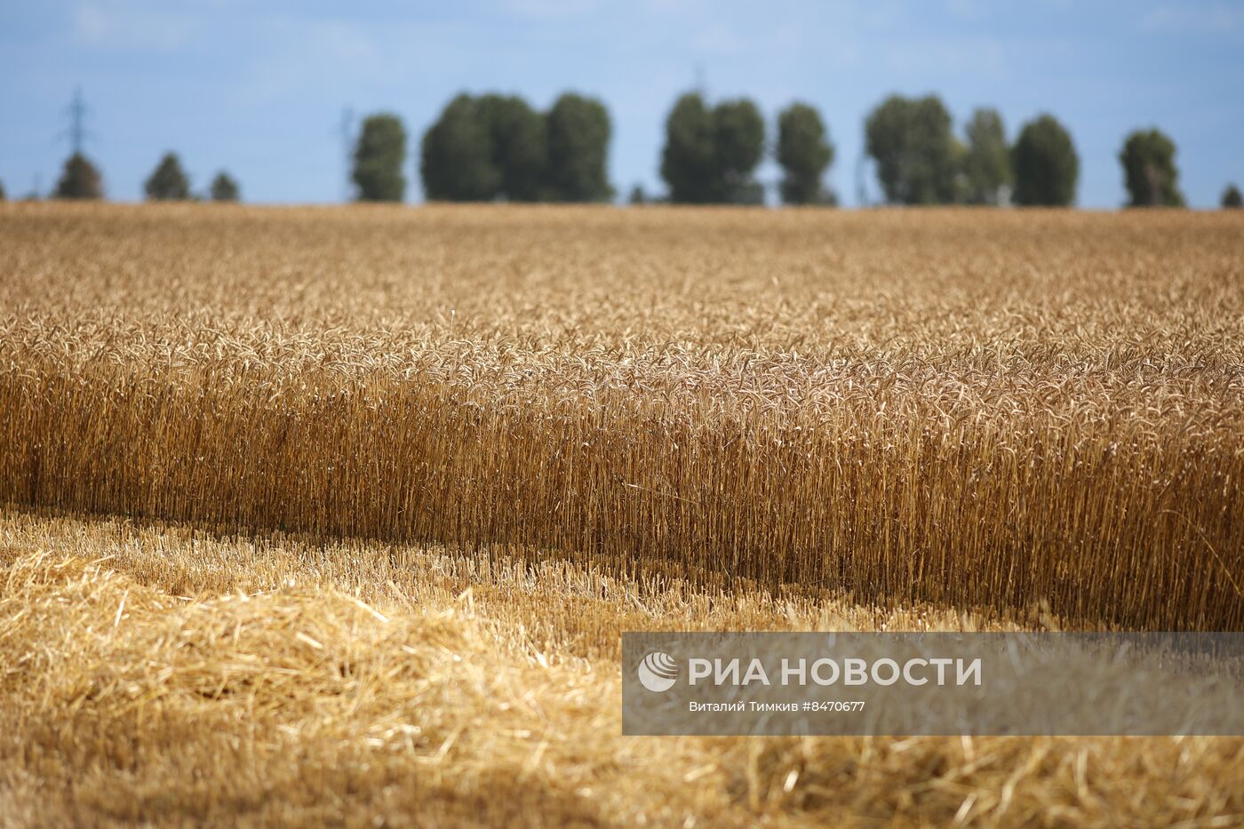 Старт уборки зерновых культур в Краснодарском крае