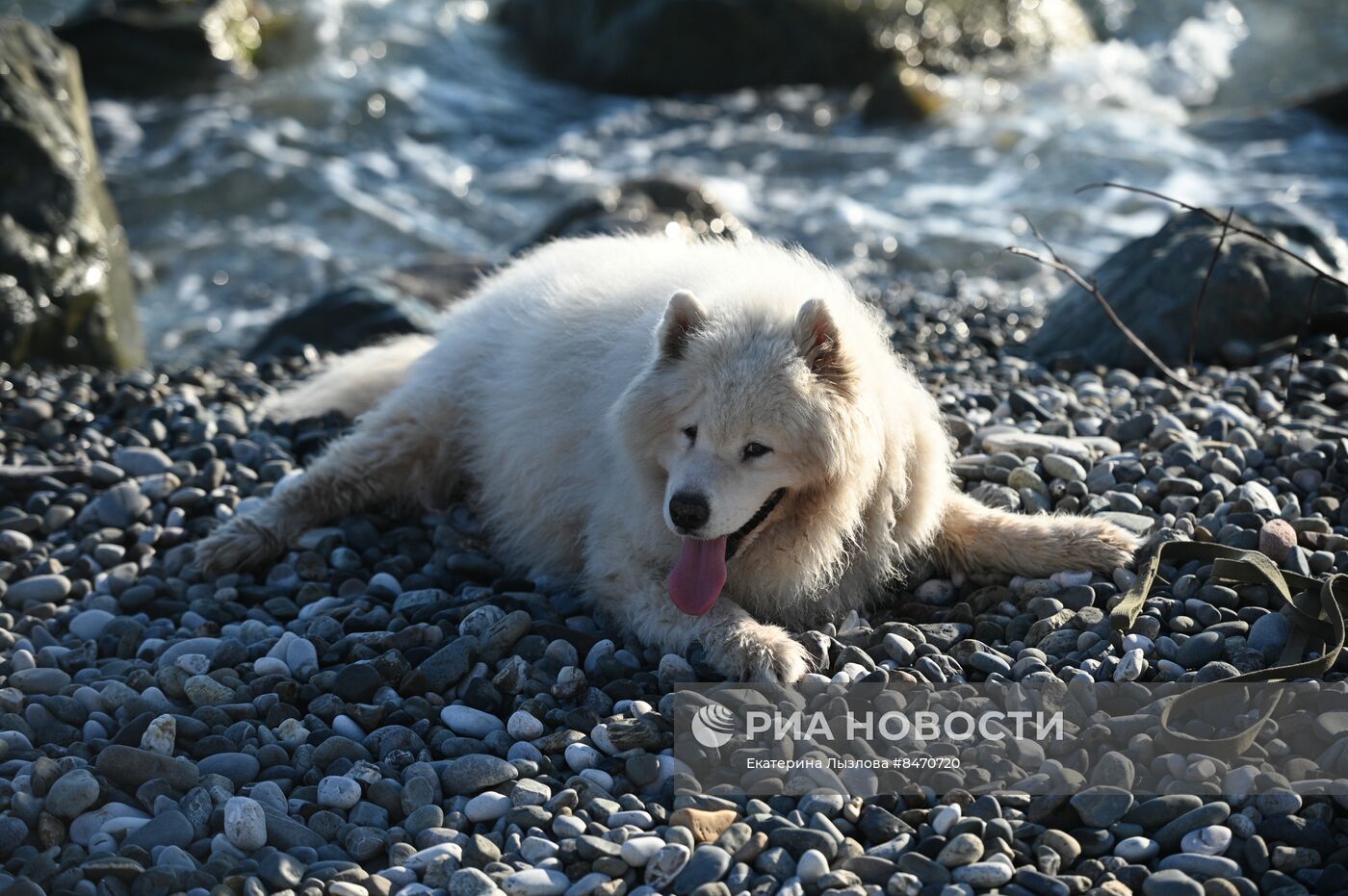 Пляжный отдых туристов в Сочи