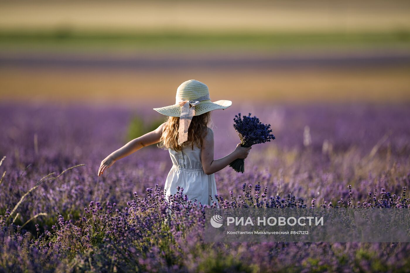 Лавандовые поля в Крыму