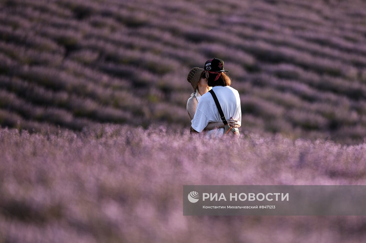 Лавандовые поля в Крыму