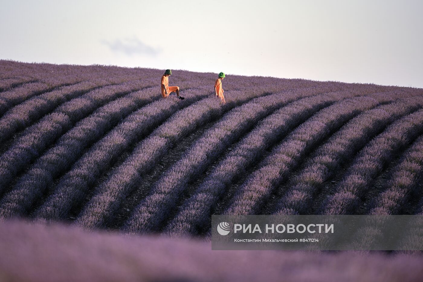 Лавандовые поля в Крыму