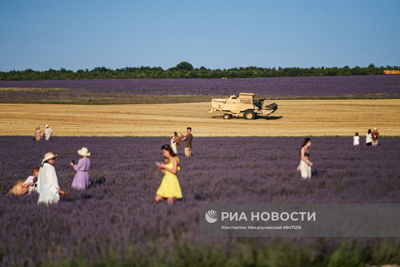 Лавандовые поля в Крыму