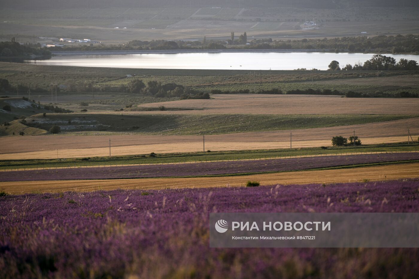 Лавандовые поля в Крыму