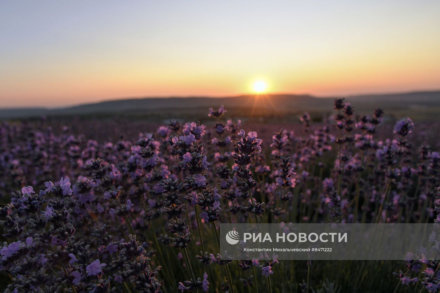 Лавандовые поля в Крыму