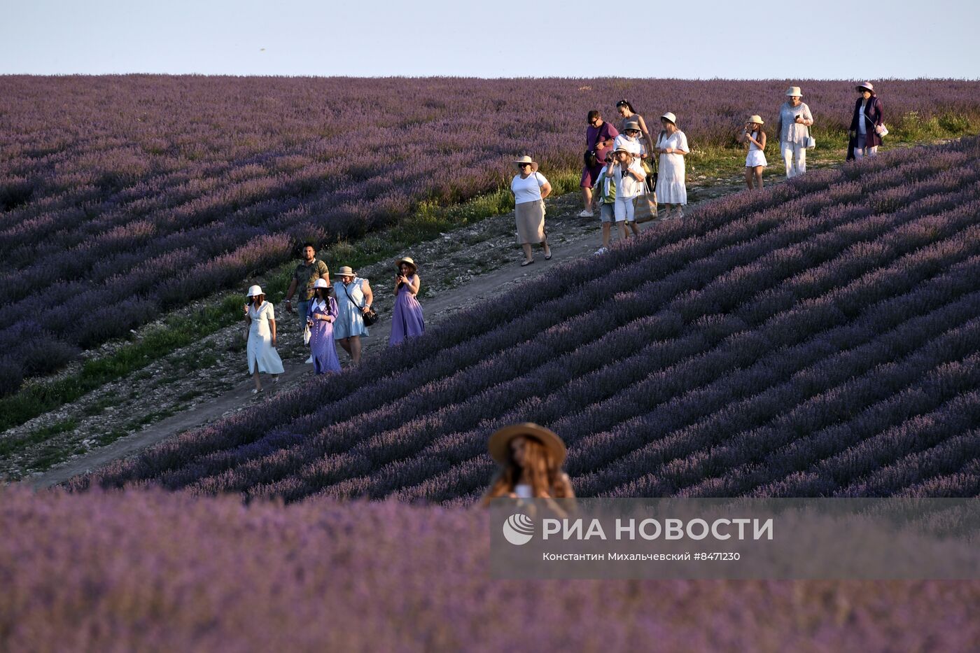 Лавандовые поля в Крыму