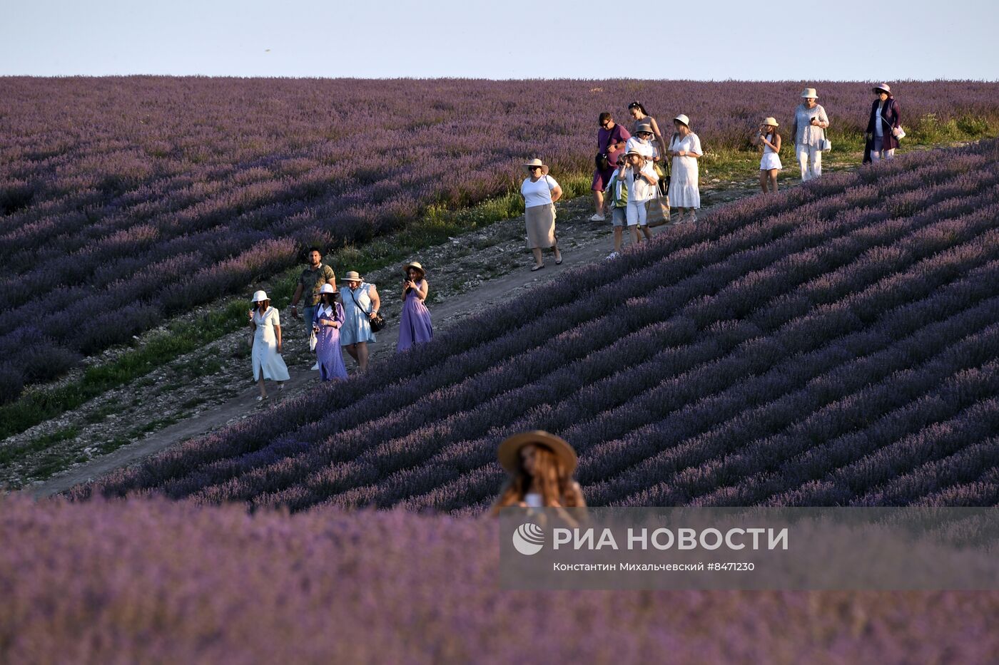 Лавандовые поля в Крыму