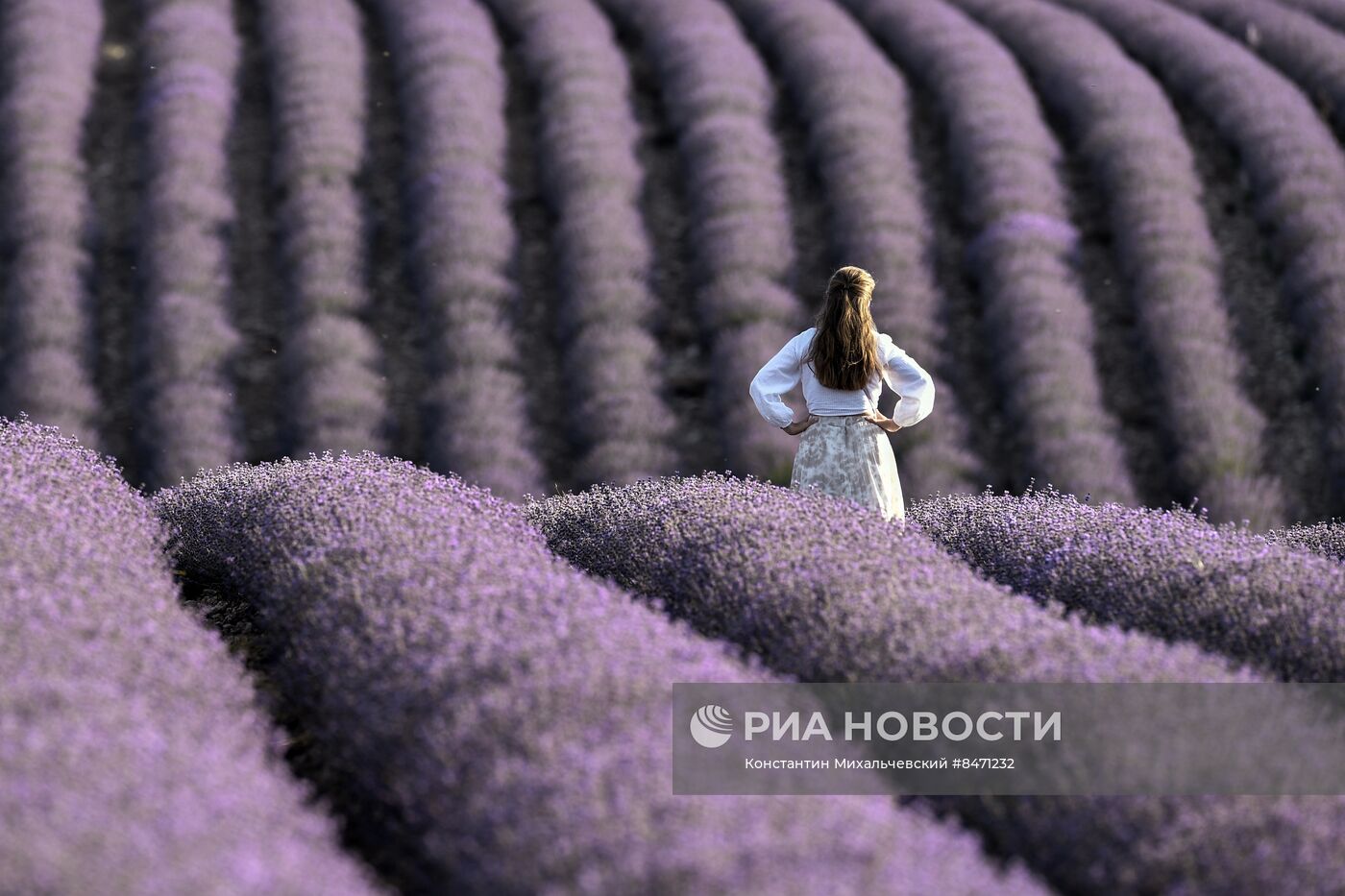 Лавандовые поля в Крыму