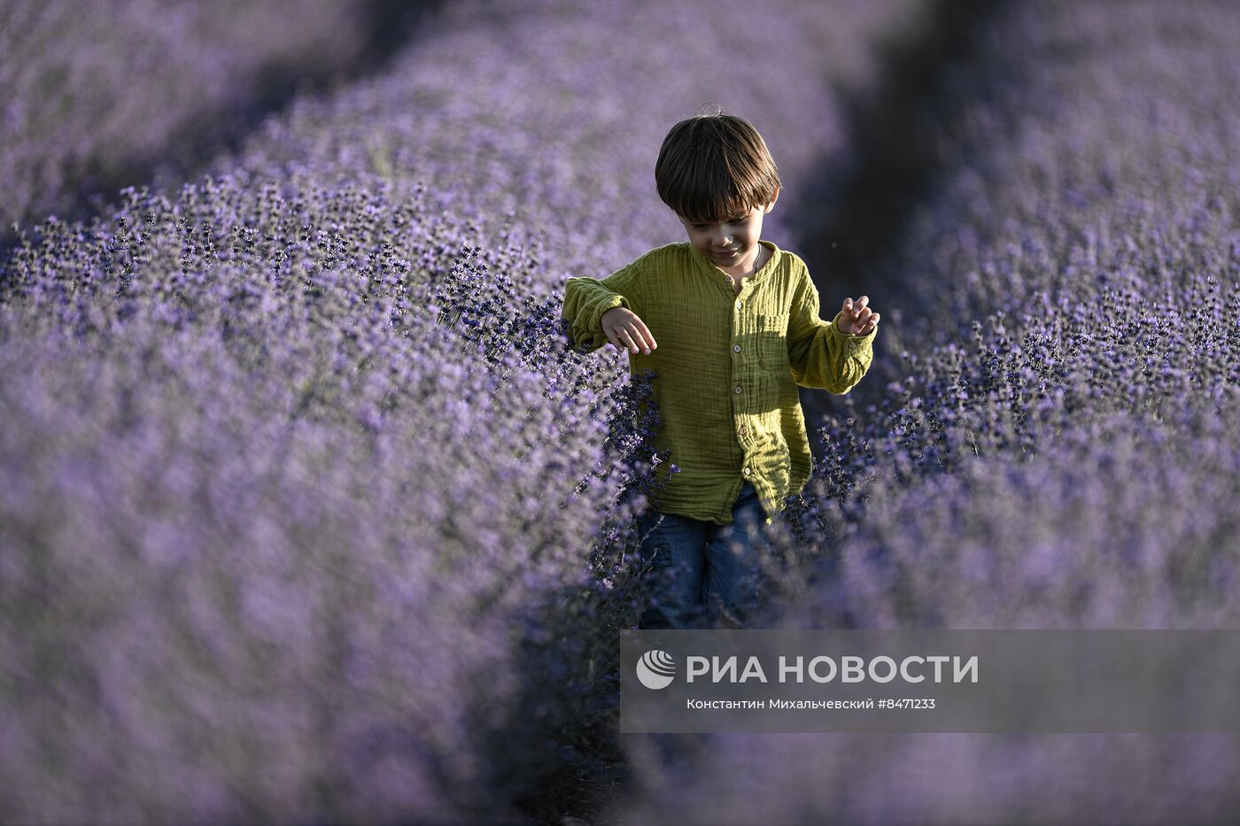 Лавандовые поля в Крыму