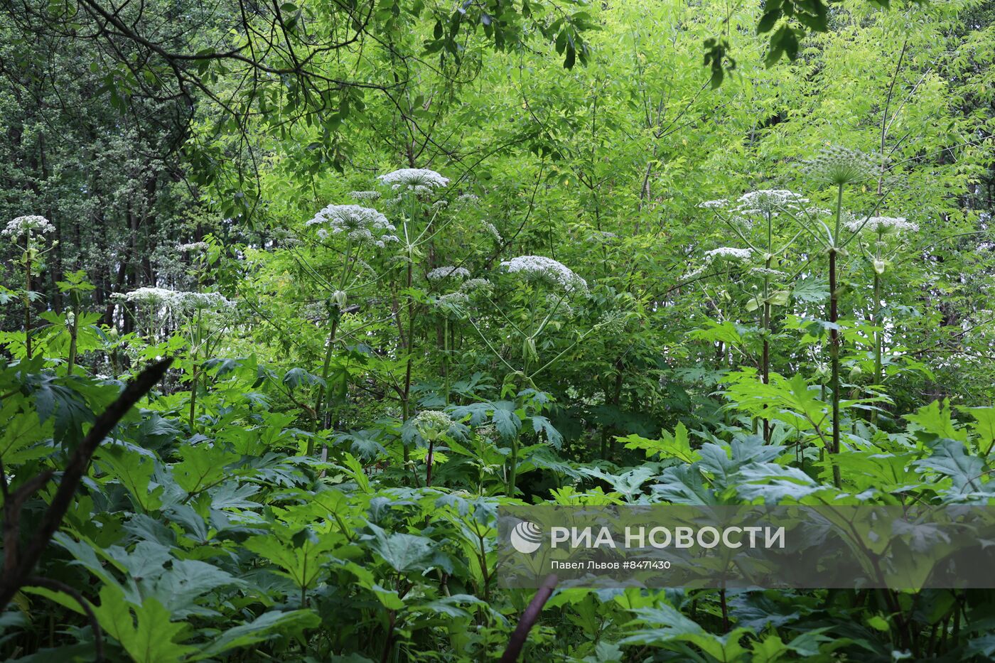 Уничтожение борщевика в Подмосковье