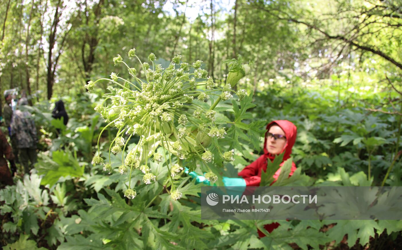 Уничтожение борщевика в Подмосковье