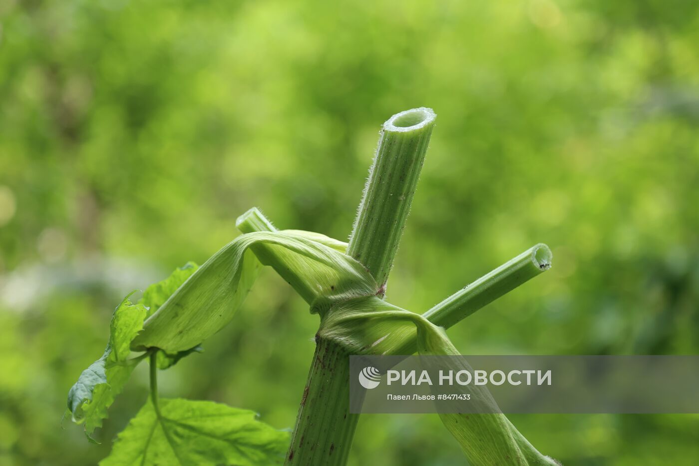 Уничтожение борщевика в Подмосковье