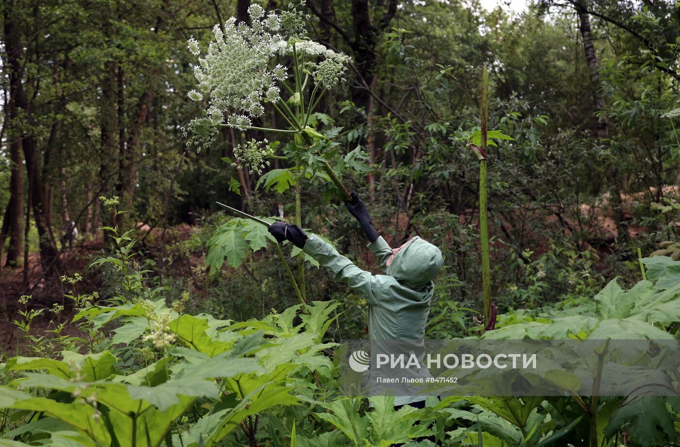 Уничтожение борщевика в Подмосковье