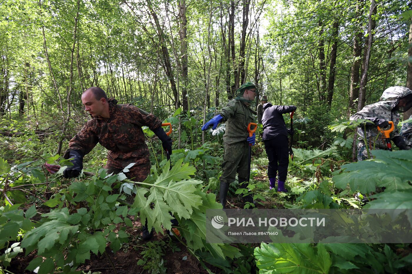 Уничтожение борщевика в Подмосковье