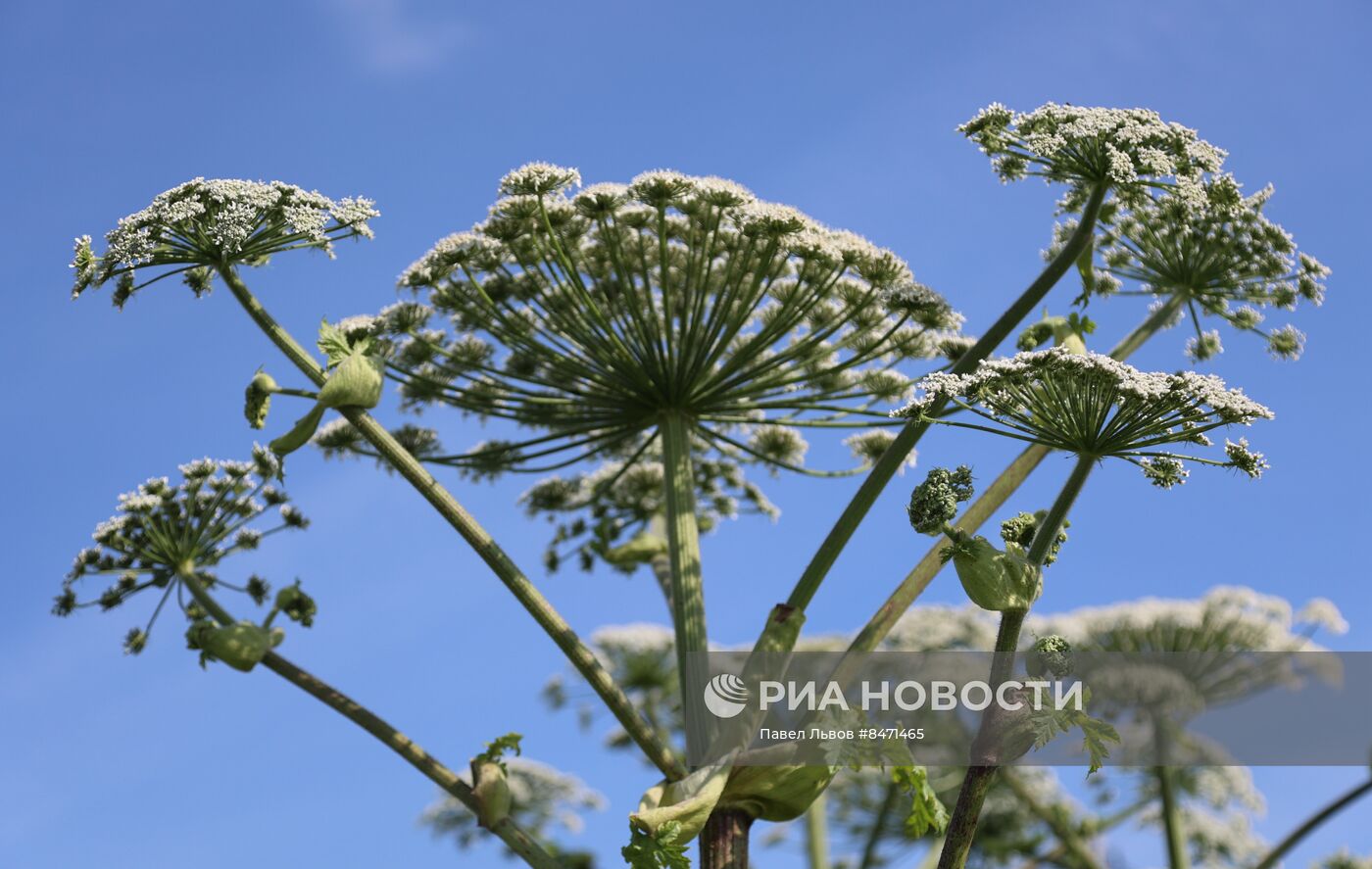 Уничтожение борщевика в Подмосковье