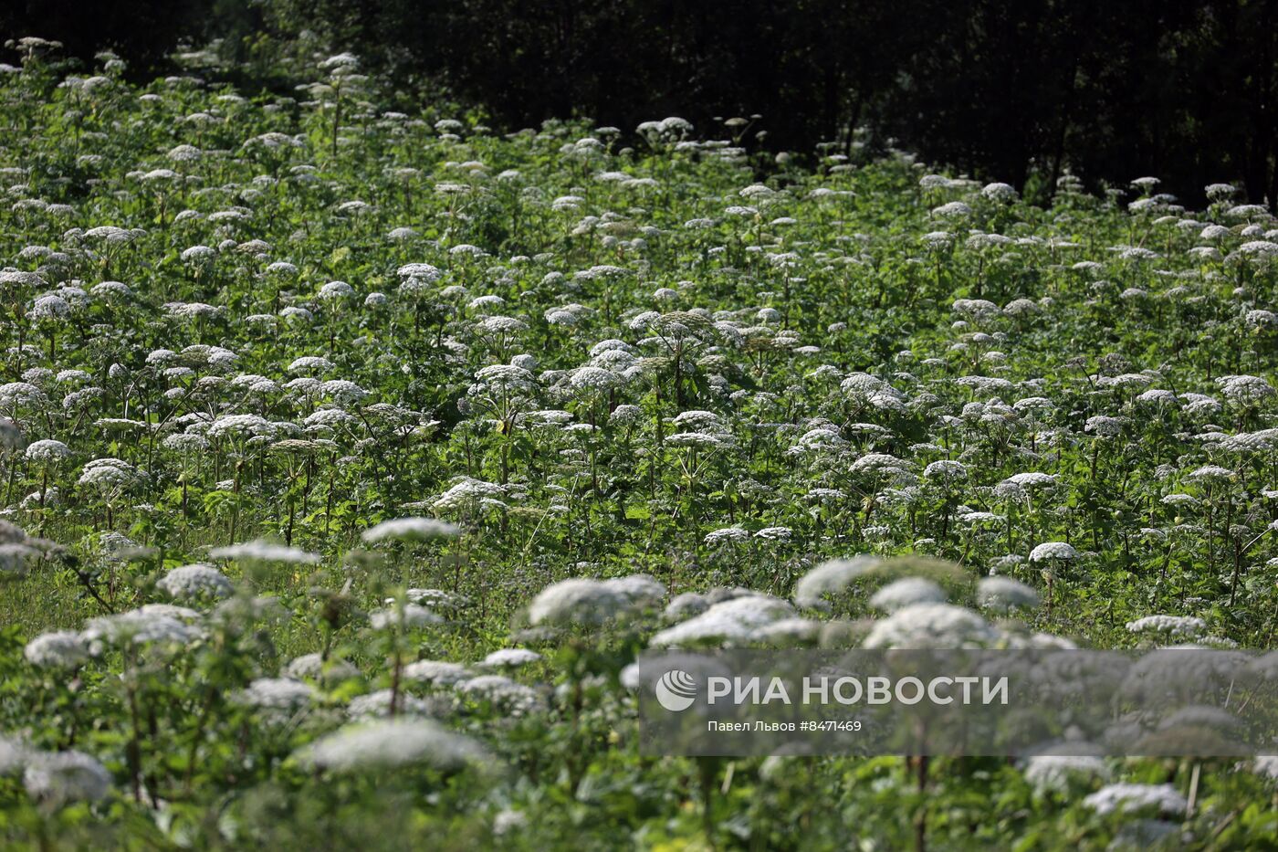 Уничтожение борщевика в Подмосковье