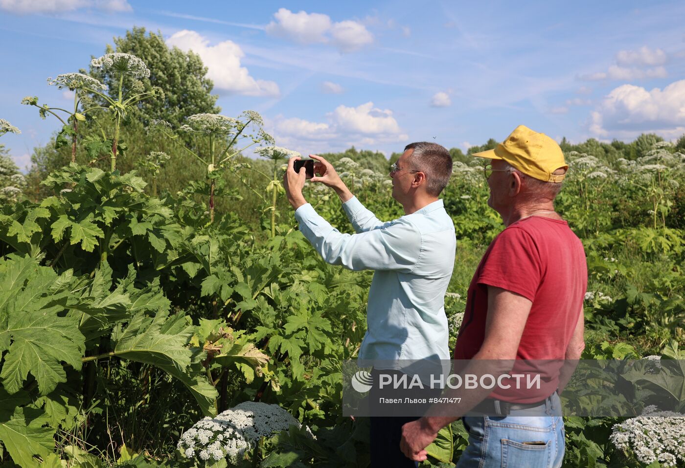 Уничтожение борщевика в Подмосковье