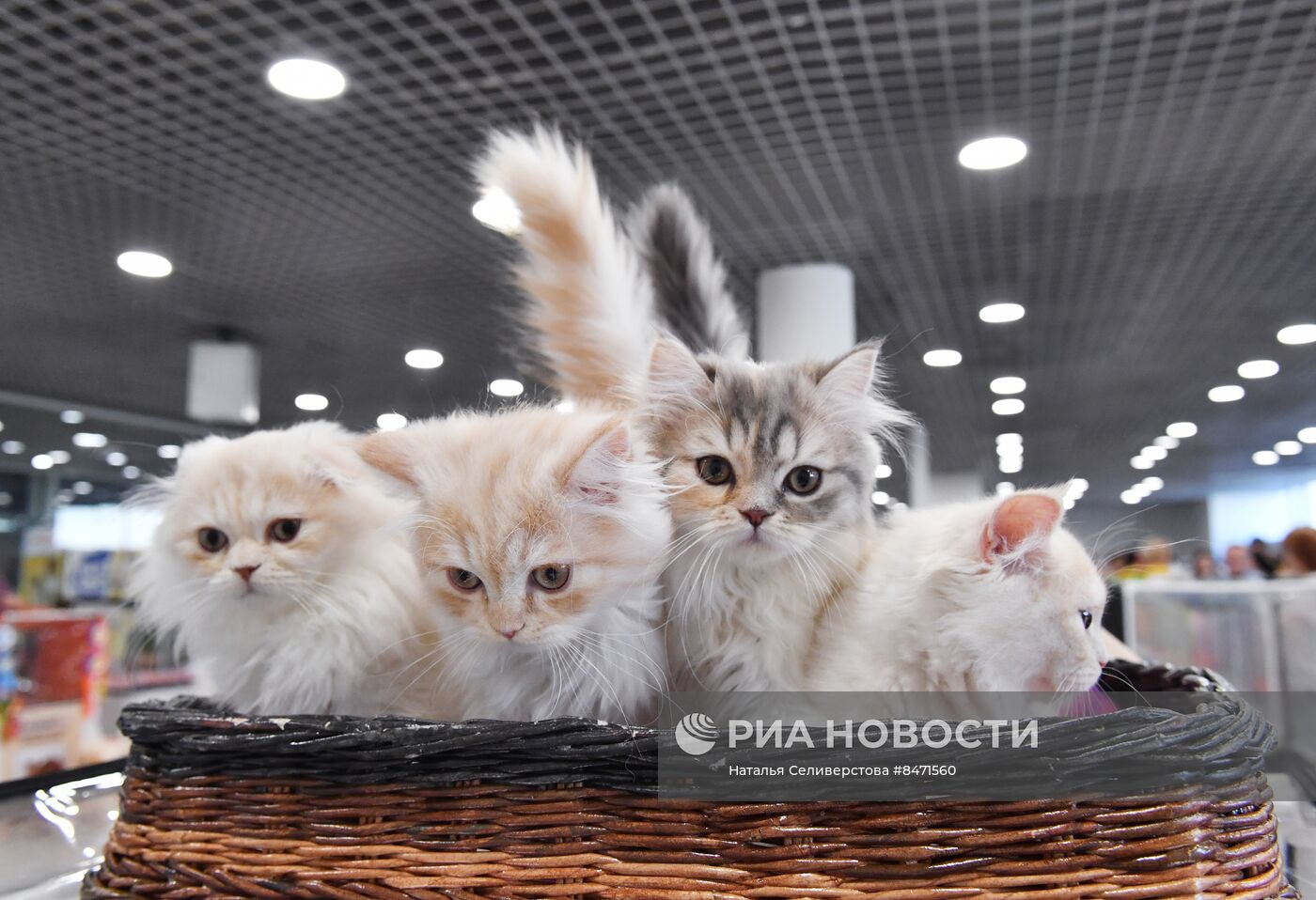 Выставка "КоШарики Шоу" в Москве