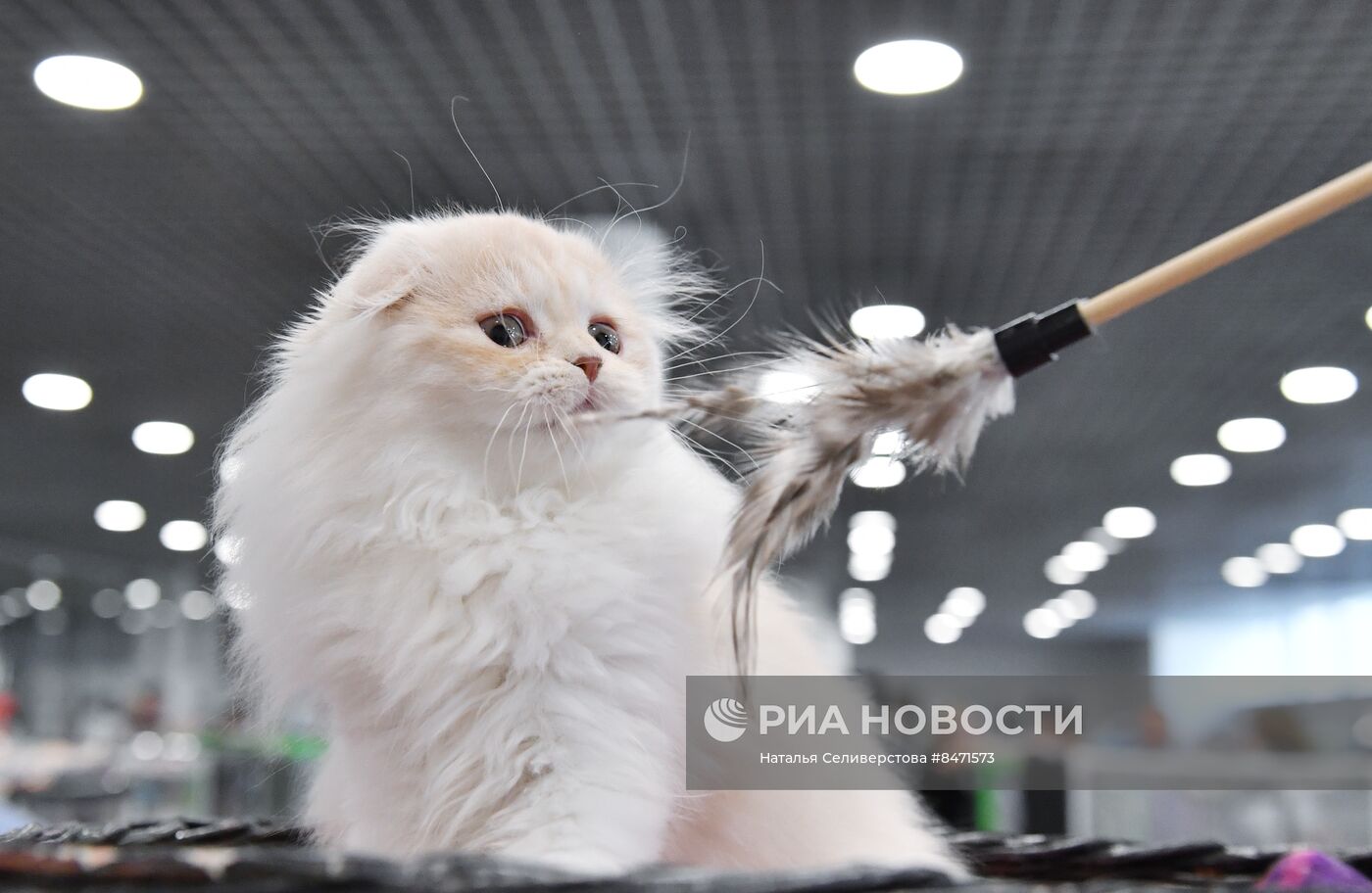 Выставка "КоШарики Шоу" в Москве
