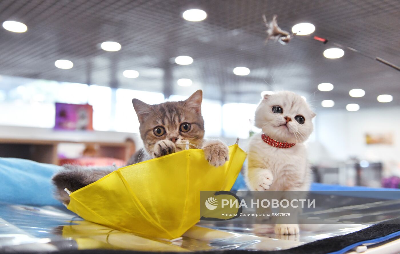 Выставка "КоШарики Шоу" в Москве