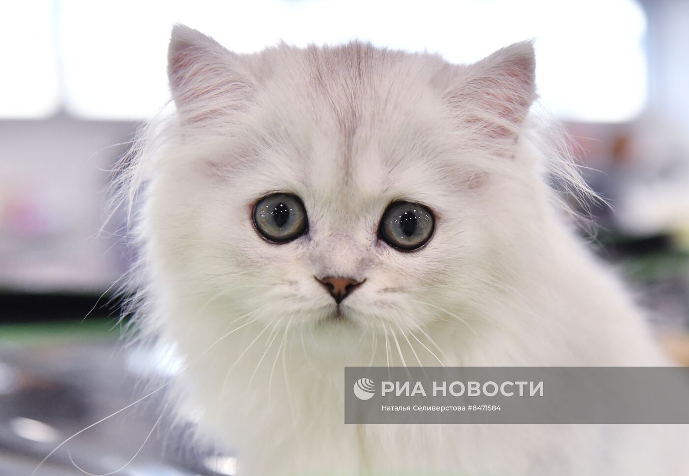 Выставка "КоШарики Шоу" в Москве