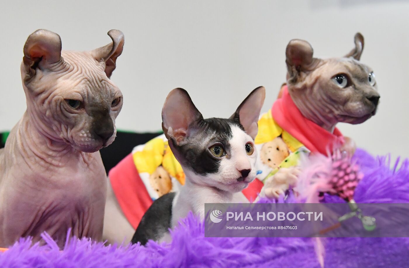 Выставка "КоШарики Шоу" в Москве