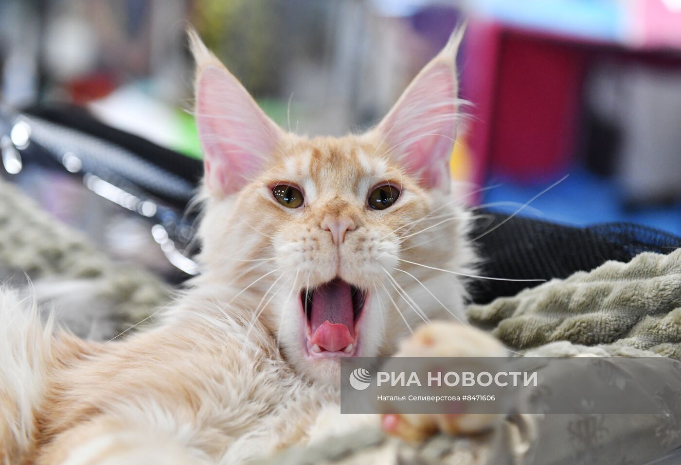 Выставка "КоШарики Шоу" в Москве
