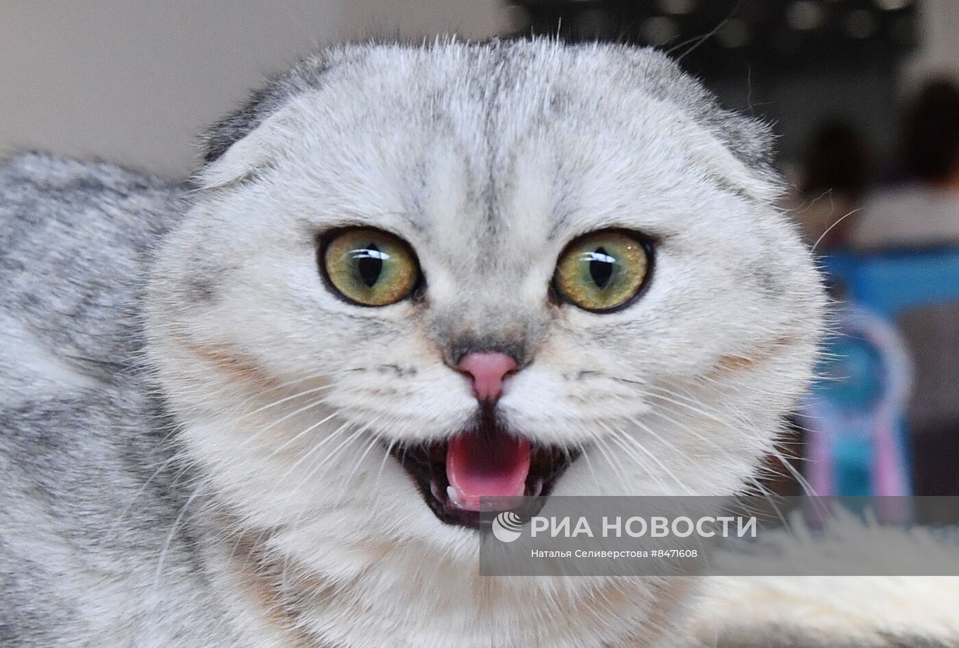 Выставка "КоШарики Шоу" в Москве