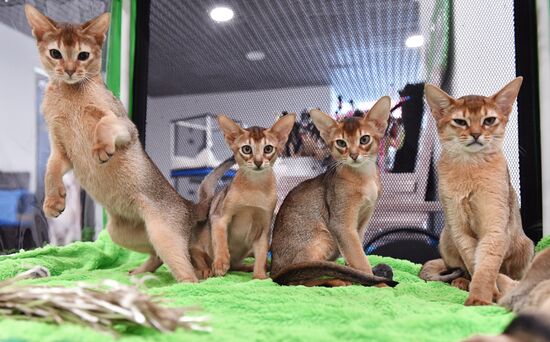 Выставка "КоШарики Шоу" в Москве