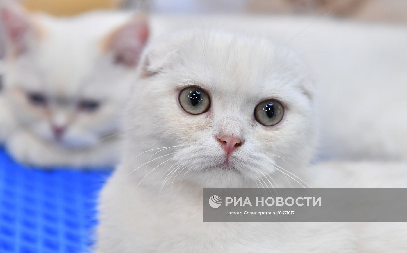Выставка "КоШарики Шоу" в Москве