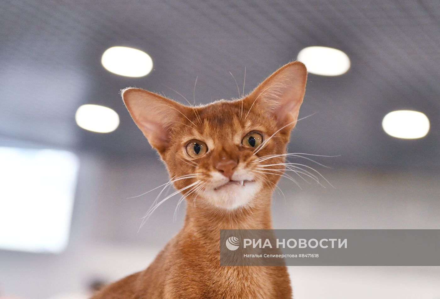Выставка "КоШарики Шоу" в Москве