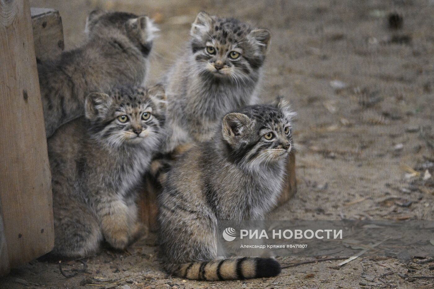 В Новосибирском зоопарке родились детеныши манула