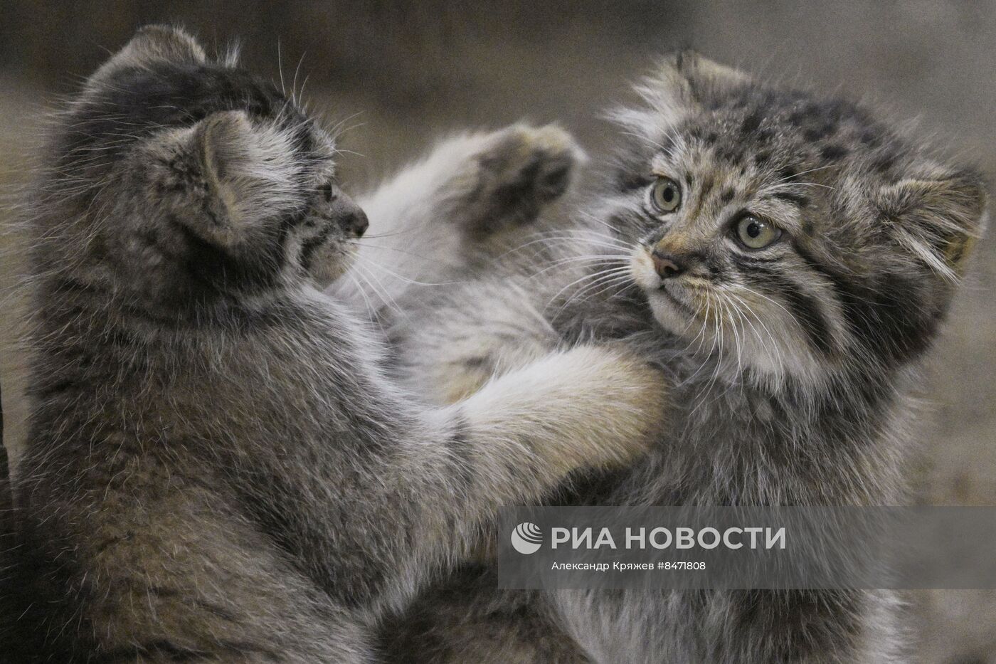 В Новосибирском зоопарке родились детеныши манула