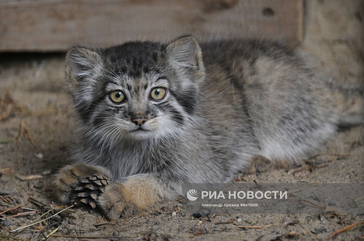 В Новосибирском зоопарке родились детеныши манула