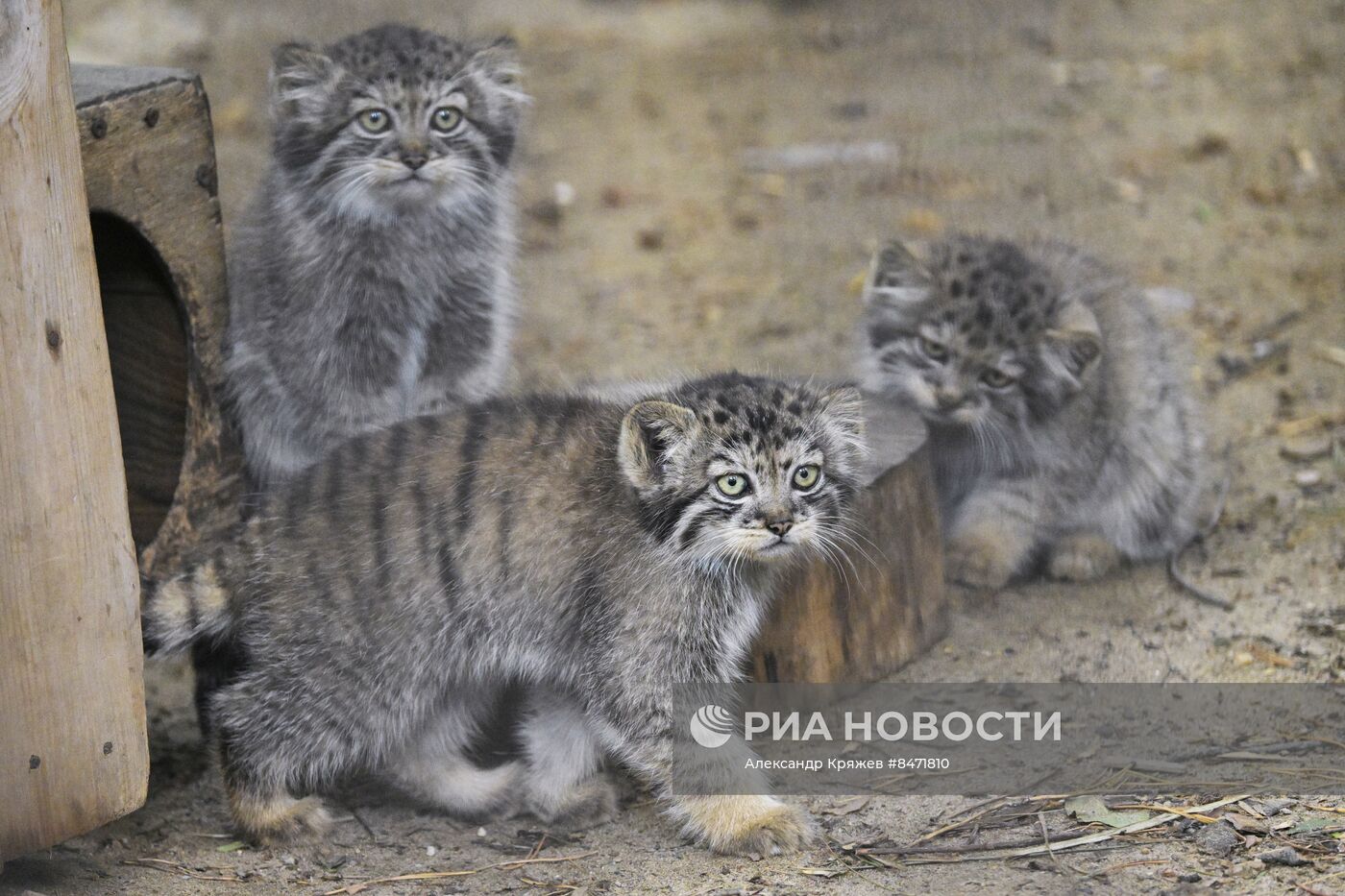 В Новосибирском зоопарке родились детеныши манула