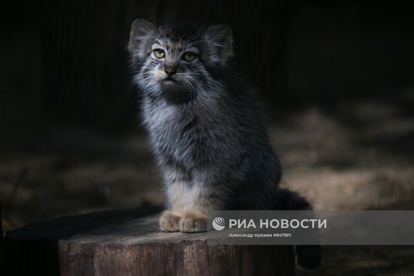 В Новосибирском зоопарке родились детеныши манула