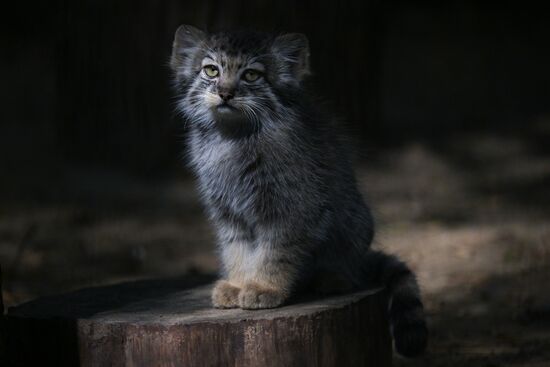 В Новосибирском зоопарке родились детеныши манула