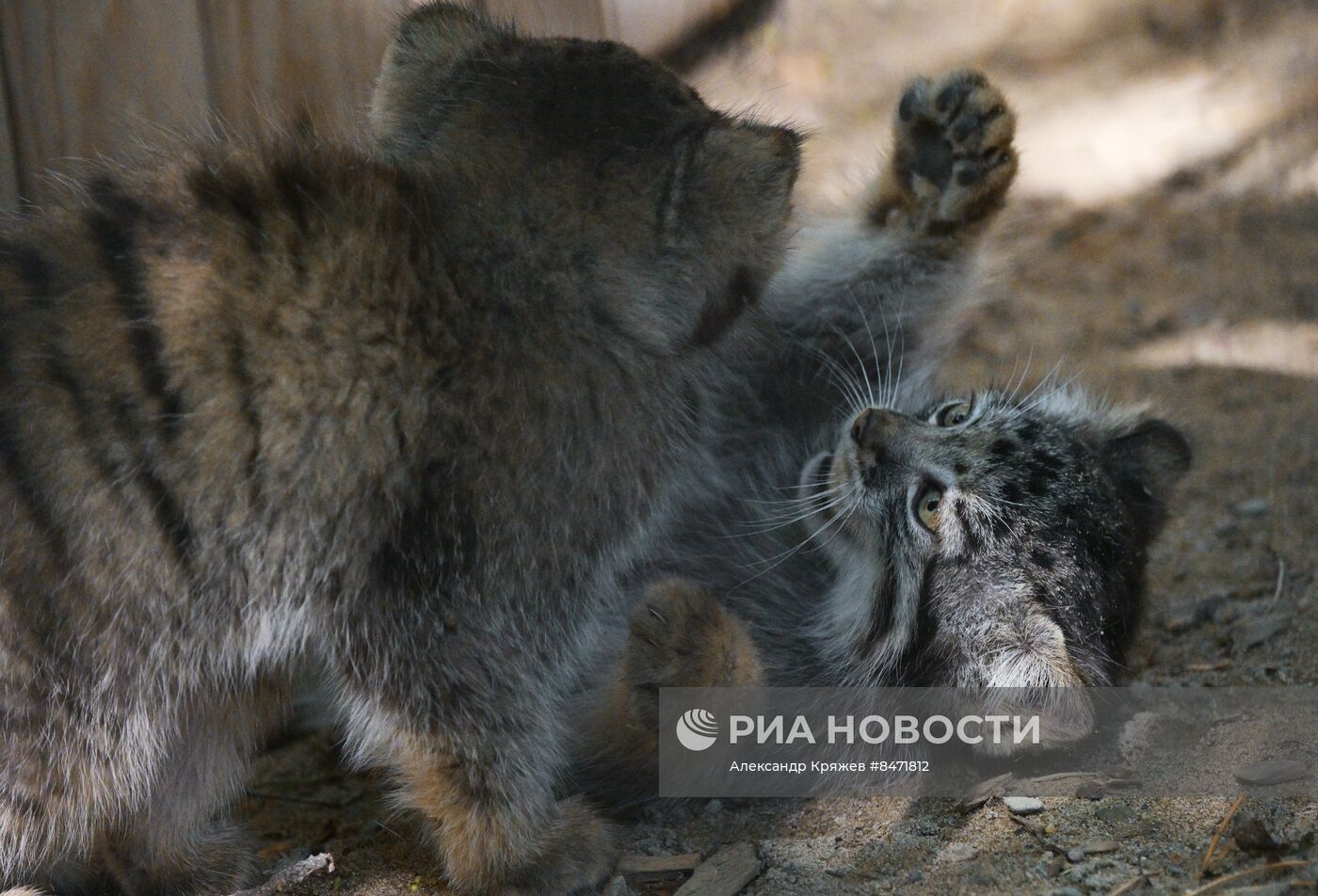 В Новосибирском зоопарке родились детеныши манула
