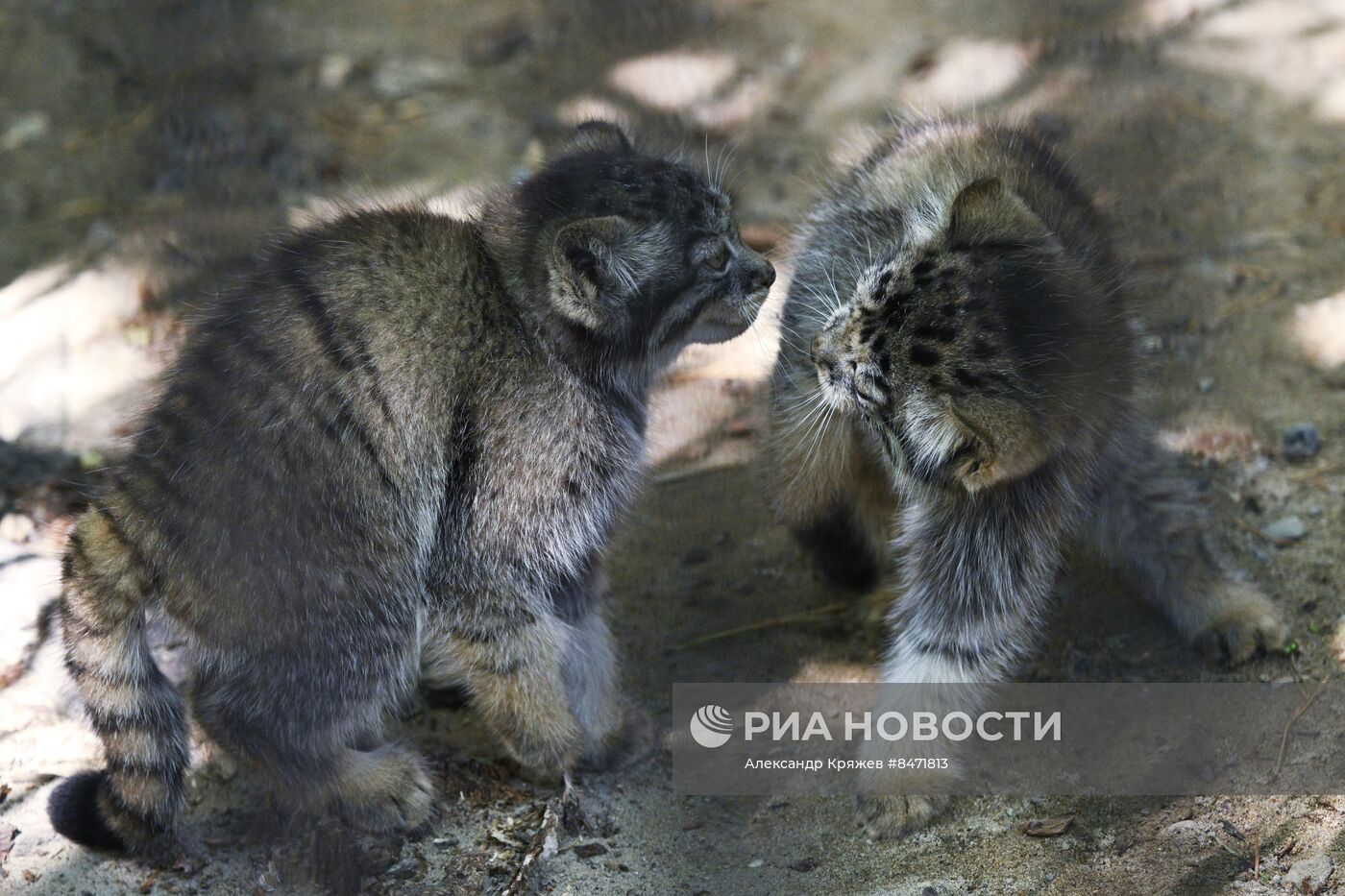 В Новосибирском зоопарке родились детеныши манула