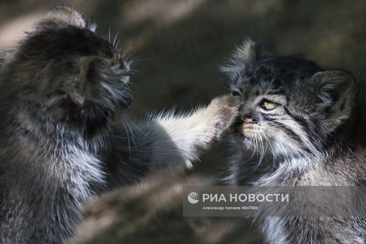 В Новосибирском зоопарке родились детеныши манула